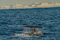 Cachalot Cachalot plongeant vers les grands fonds dans l'archipel des Vesteralen en Norvège