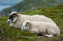 Mouton Brebis irlandaise avec son agneau