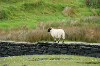 Mouton Mouton irlandais