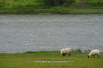 Mouton Moutons irlandais
