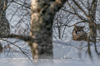 Loup Loup photographié à Polar Park en Norvège