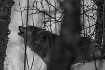 Loup Loup photographié à Polar Park en Norvège