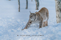 Lynx Lynx photographié à Polar Park en Norvège