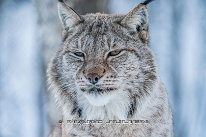 Lynx Lynx photographié à Polar Park en Norvège