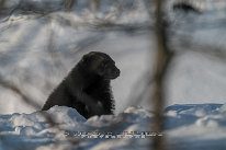 Glouton Glouton photographié à Polar Park en Norvège
