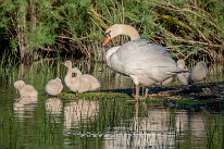 Cygnes tuberculés