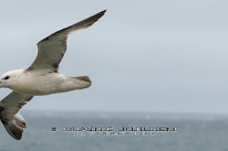 Fulmar Boréal