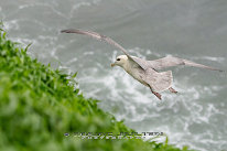 Fulmar Boréal