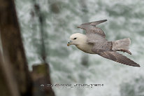 Fulmar Boréal