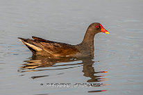 Gallinule poule d'eau