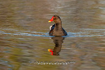 Gallinule poule d'eau