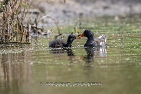 Gallinule poule d'eau