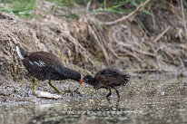 Gallinule poule d'eau