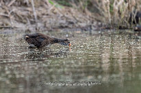 Gallinule poule d'eau Juvénile