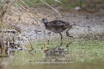 Gallinule poule d'eau Juvénile