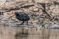 Gallinule poule d'eau Poussin