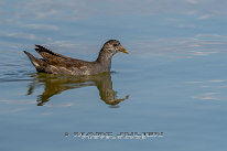 Gallinule poule d'eau Juvénile