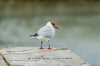 Mouette rieuse Plumage nuptial