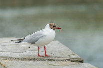 Mouette rieuse Plumage nuptial